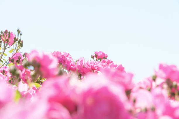 Bright pink roses in flower beds and sky