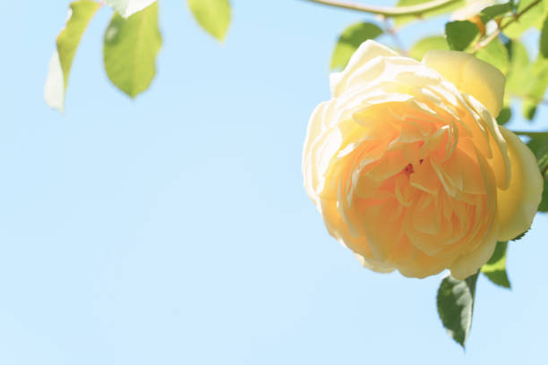 White rose with blue sky in backgground