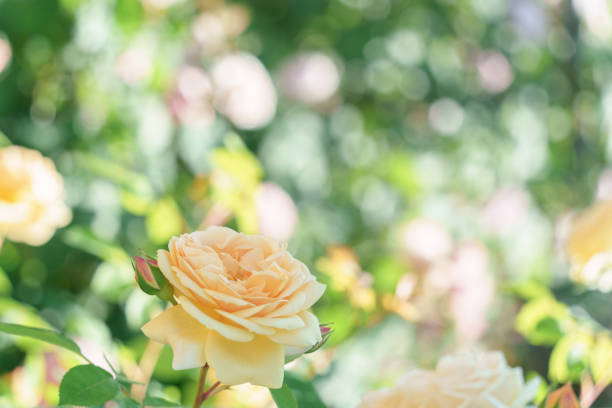Pale yellow roses in flower beds