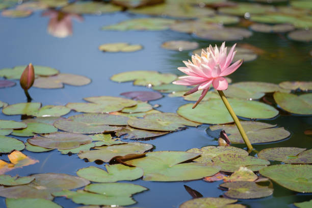 istock Pale pink water lilies blooming in the pond 2152726185