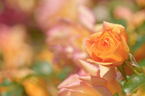 istock Orange roses in flower beds 2152726199