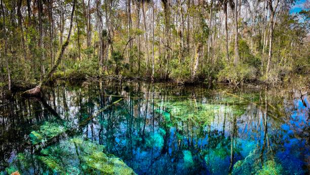Clear aqua teal spring waters surrounded by early spring forest, Buford Sink, Chassahowitzka Wildlife Management Area, Florida