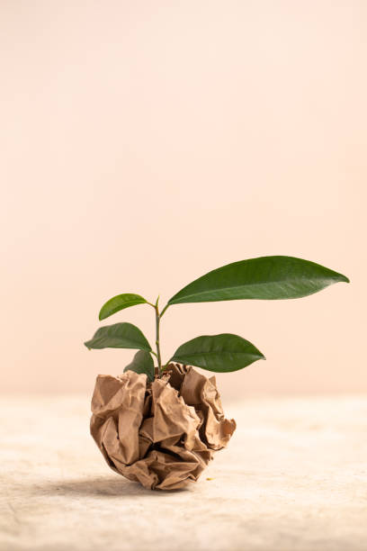 istock green plant and crumpled kraft paper. Zero waste, plastic-free items. Stop plastic pollution. Environment protection. 2152727297