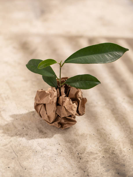 istock green plant and crumpled kraft paper. Zero waste, plastic-free items. Stop plastic pollution. Environment protection. 2152727381