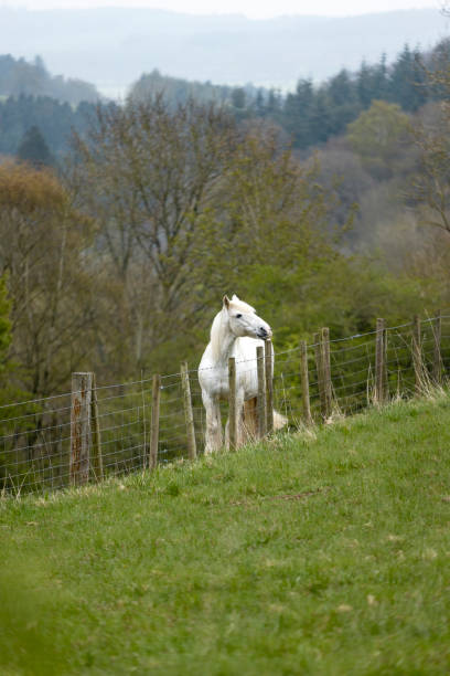 A closeup shot of a brown horse in the ranch on a blurred background