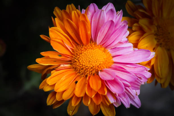 Dual colour flower orange and pink