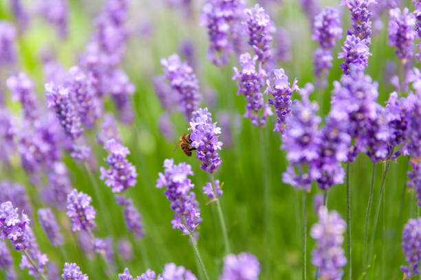 Purple English lavendar plant close up with bee pollinating flower head