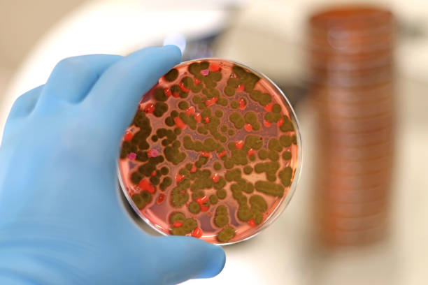 istock A microbiological germ culture dish in the laboratory 2152729259