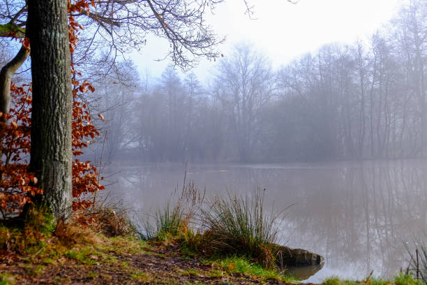 A quiet forest lake in the fog