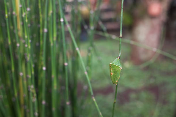 Green cocoons hang on tree branches, The process of caterpillars becoming butterflies Green cocoons hang on tree branches, The process of caterpillars becoming butterflies, nature, stock photo. horsetail bamboo stock pictures, royalty-free photos & images