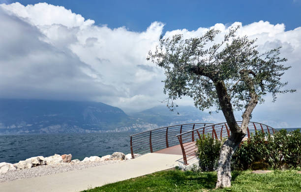 Solitary olive tree next to a pedestrian bridge on Lake Garda amid approaching storm with hazy distant view