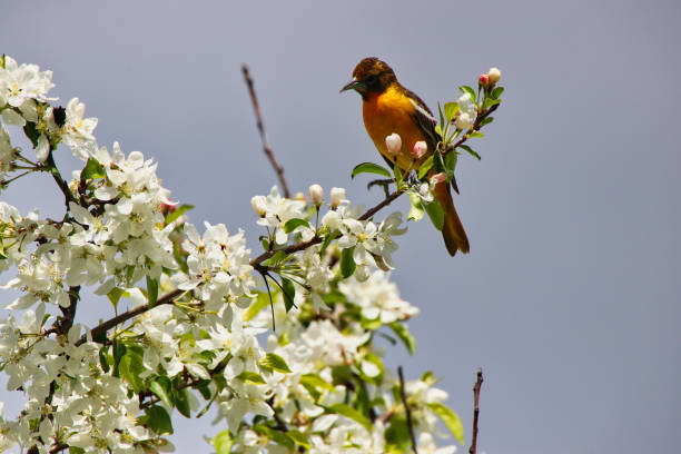 A striking Hooded Oriole (Icterus cucullatus) rests gracefully on a blooming branch of Cordia dodecandra. The bird’s vibrant yellow-orange plumage contrasts beautifully with the green foliage and delicate flowers of the siricote tree. Captured in natural light, this image evokes the lush beauty of tropical and subtropical ecosystems. Perfect for themes related to birdwatching, native flora and fauna, or biodiversity in Mesoamerica.