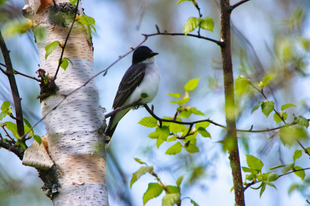 Eastern Kingbird in garden,Canada