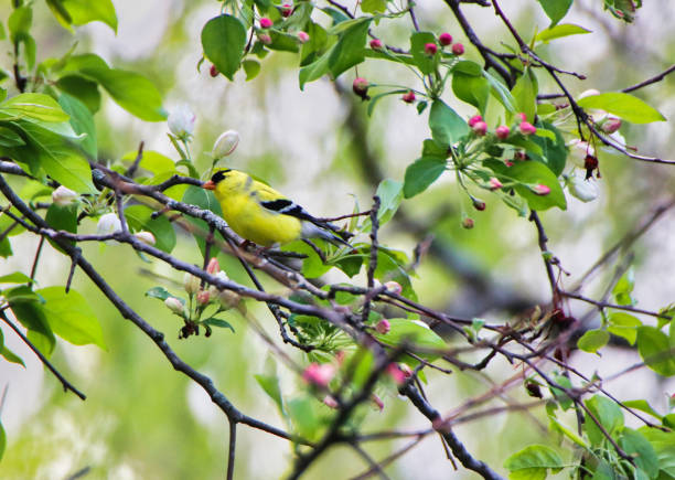 istock American Goldfinch in gardens,Canada 2152740630