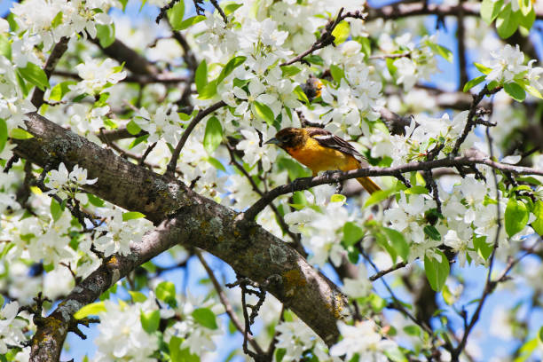 istock Female Baltimore Oriole with flowers,Canada 2152740696
