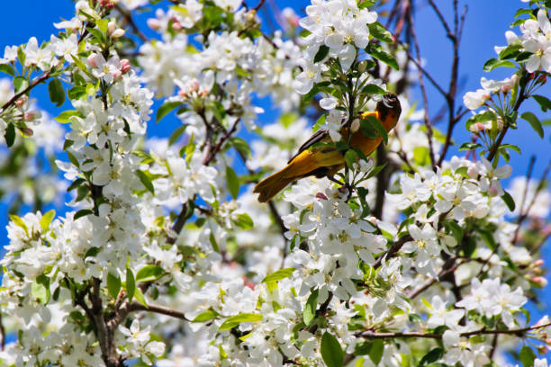 istock Female Baltimore Oriole with flowers,Canada 2152740833