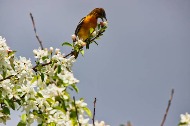 istock Female Baltimore Oriole with flowers,Canada 2152741100