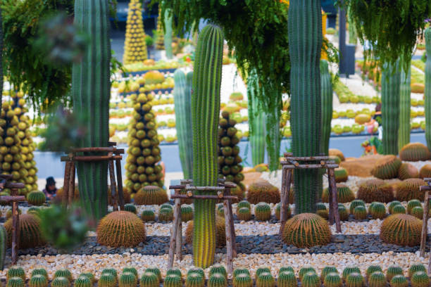 Neat and even rows of various cacti in a tropical garden. Blurred foreground and background