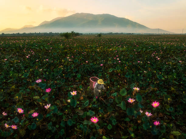 Drone view a farmer is harvesting lotus flowers in sunrise -  Ninh Diem district, Khanh Hoa province, central Vietnam