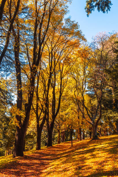 istock Wombat Hill Botanic Gardens in Daylesford Australia 2152744749