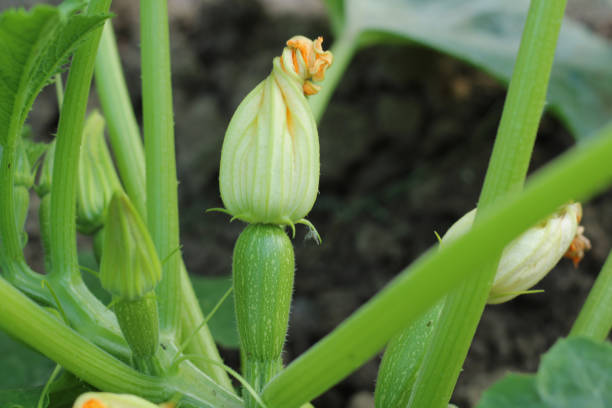 Green young zucchini with yellow flowers in summer. Green squash in garden bed in vegetable field. Gardening background with zucchini plant in open ground, close up.