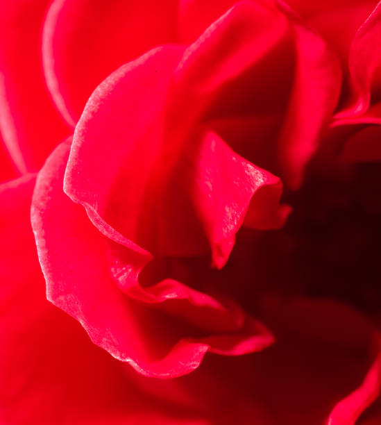 Close-up of a red rose as a background. Macro.