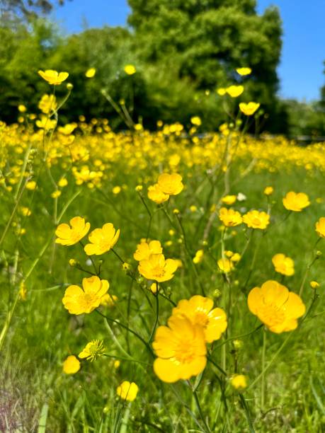 istock Field of Buttercups 2152746405