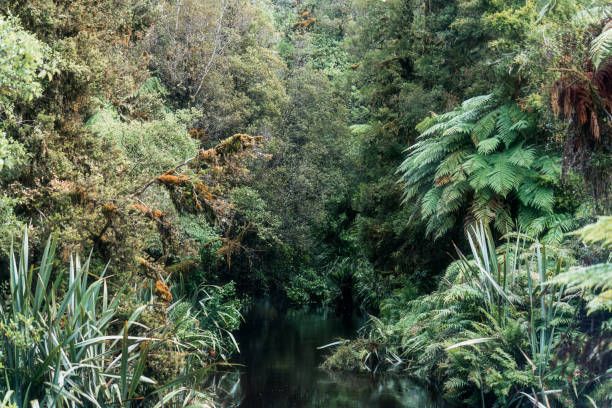 Old growth forest with green plant and river in tropical rainforest