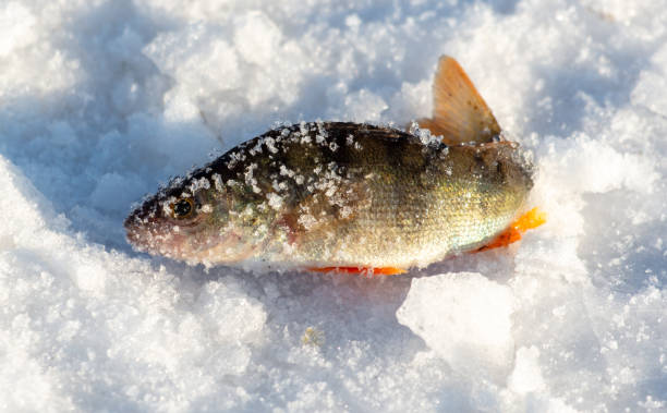 istock Perch fish lies on the snow in winter. Close-up 2152747833