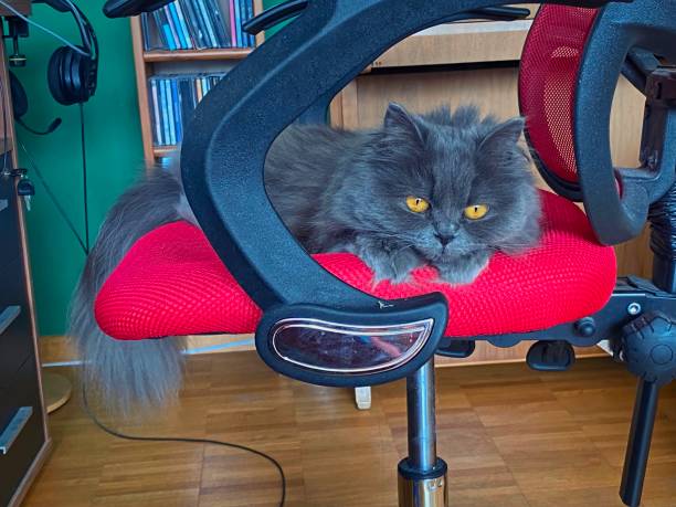 istock Persian cat resting on red chair. 2152748610