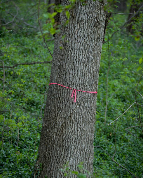 istock Red ribbon tied around tree trunk marking it for removal. 2152748965