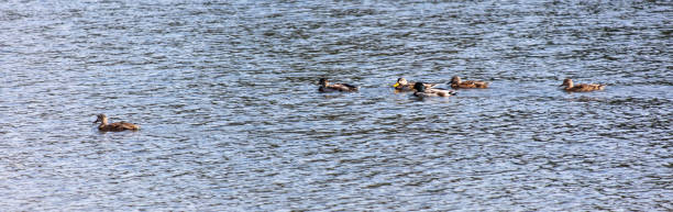 istock Ducks swim in the pond 2152749177