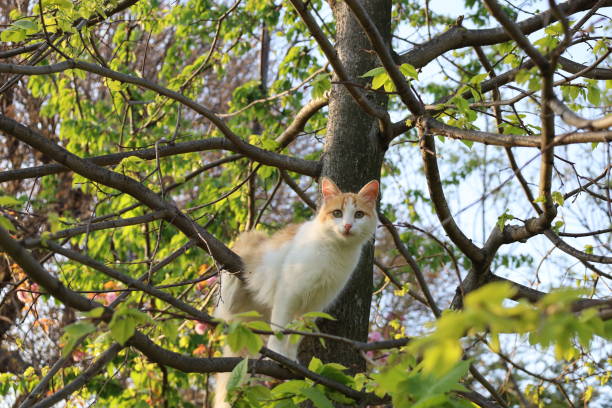 Cute cat standing among tree branch and leaves