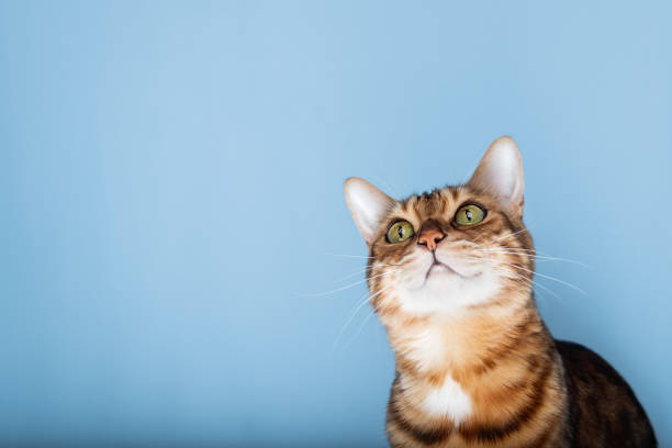 istock Head shot of a Bengal cat on a blue background. 2152750980