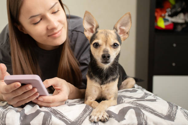 istock Teenager lying on bed with phone and dog, using mobile device for homework, studying online, balancing academics with pet companionship. 2152751618