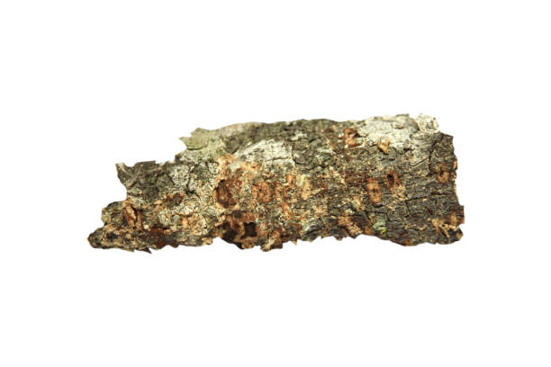 istock small dry branches isolated on white background with clipping path.Selection focus. 2152751649