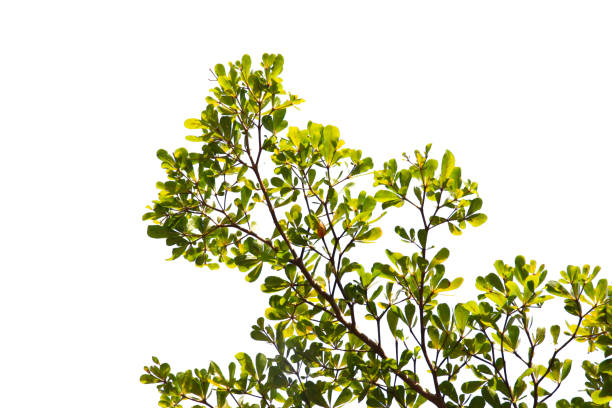 istock green leaf or tree branch isolated on white background. 2152751697