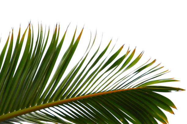 Tropical palm tree with blue sky and sun. Abstract background. Summer vacation and nature travel adventure concept.