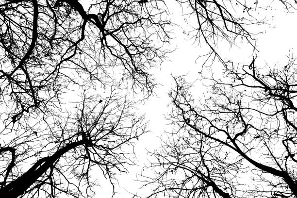 Silhouette isolated tree dry branches with white background and with clipping path.