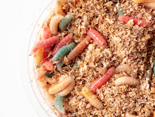 istock Multi-colored maggots in sawdust in a box isolated on a white background 2152755185