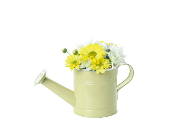 Watering can with chrysanthemums isolated on white background.