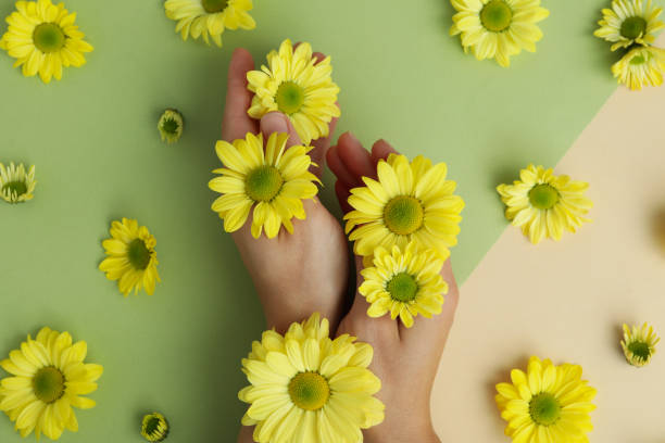 istock Female hands and chrysanthemums on two tone background 2152755617