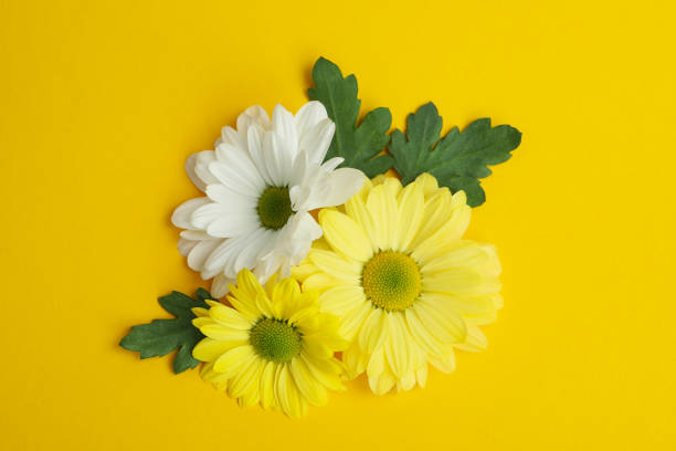 istock White and yellow chrysanthemums on yellow background, top view 2152755749