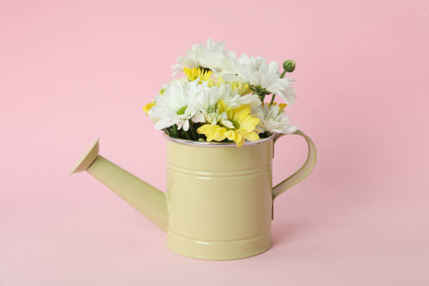 istock Watering can with chrysanthemums on pink background 2152755876