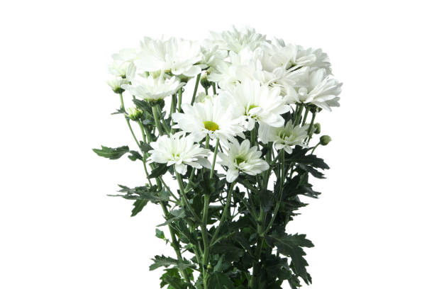 istock Beautiful white chrysanthemums isolated on white background 2152755951