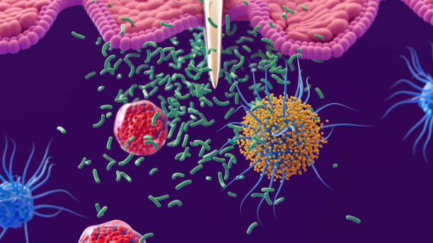 istock Immune System: Macrophages, Dendritic Cells, and White Blood Cells Defend Against Bacterial Infections and Pathogens 2152756086