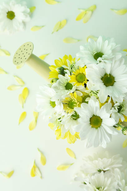 Summer meadow with golden daisies.