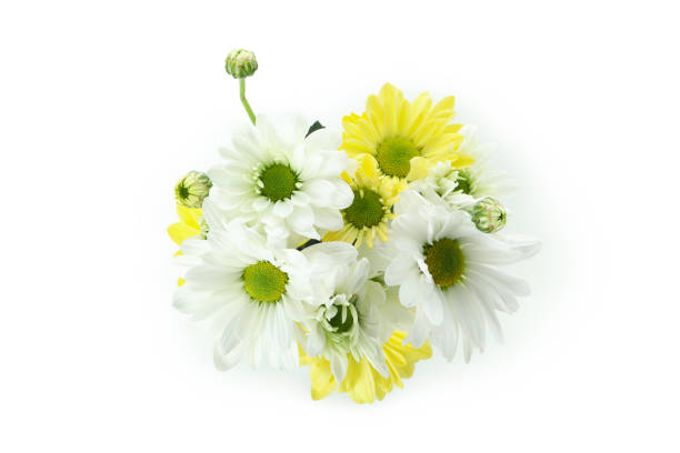White and yellow chrysanthemums isolated on white background.