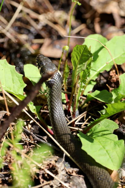 istock A grass snake snaking through the overgrown swamps. 2152756387