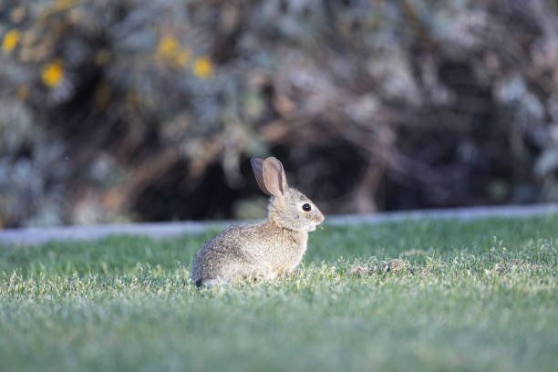 Wild rabbit on Vancouver Island, British Columbia